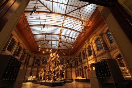 Brachiosaurus - Naturkundemuseum