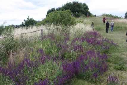 Wilde Natur in Marienfelde Naturschutzstation Marienfelde