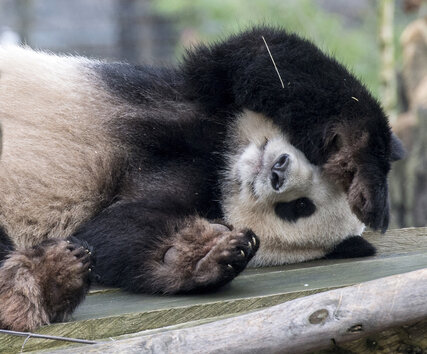 Panda Jiao Qingim im Zoo Berlin