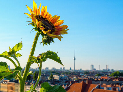 Sunflower plant with Berlin cityscape in background