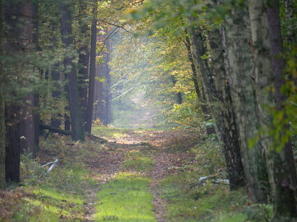 Atmósfera otoñal en el bosque de Spandau 