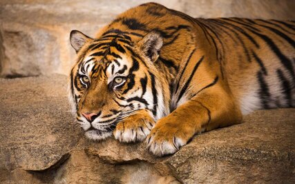 Sumatra-Tiger im Tierpark Berlin