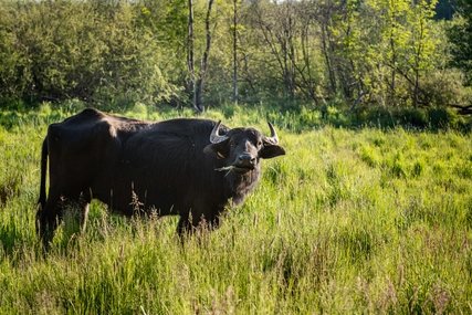 Tiere am Tegeler Fließ Ein Wasserbüffel grast im Tegeler Fließ