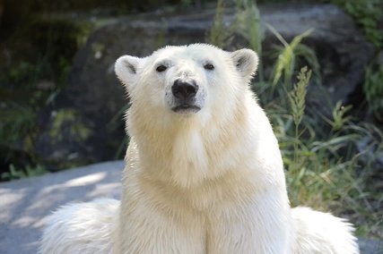 polar bear_Tierpark Berlin