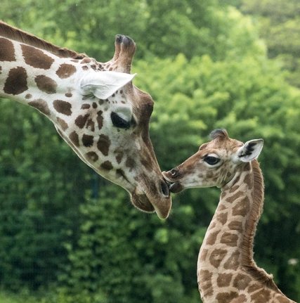 Uganda Giraffe Bine and Auntie Andrea at Tierpark Berlin