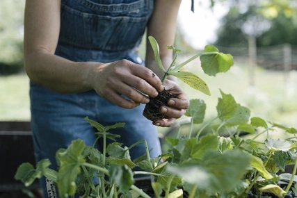 Urban Gardening