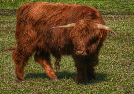 Yak auf Wiese Yak auf einer Wiese