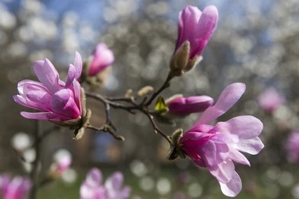 Cherry blossoms in Berlin