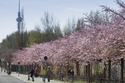 Kirschblüten vor dem Hintergrund des Fernsehturms