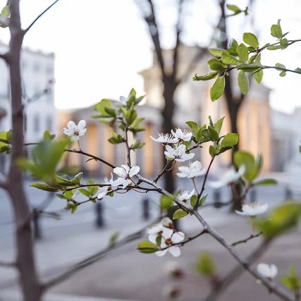 Brandenburger Tor im Frühling