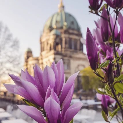 Rhododendrons bloom at the Berlin Cathedral Rhododendrons bloom at the Berlin Cathedral