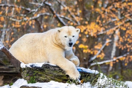 Winter im Tierpark Berlin