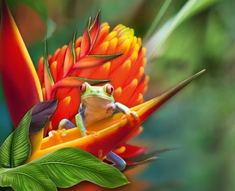 Farbwunder Tropen - Sonderausstellung in der Biosphäre Potsdam