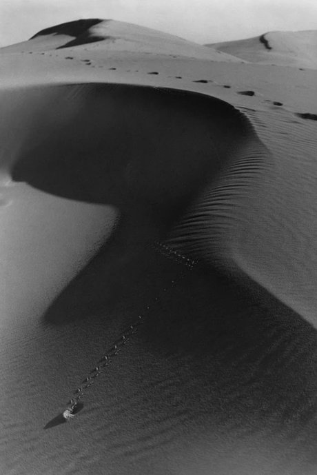 Alfred Ehrhardt, Rücken einer Wanderdüne, Kurische Nehrung, 1934, Silbergelatineabzug, © Alfred Ehrhardt Stiftung