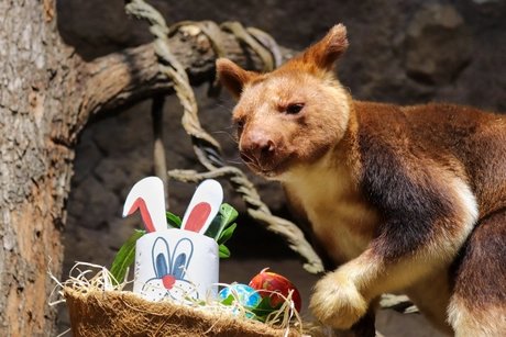 e_21a66d8c8cd4a1bfe3eeb7dede5b5e06_img-hopop