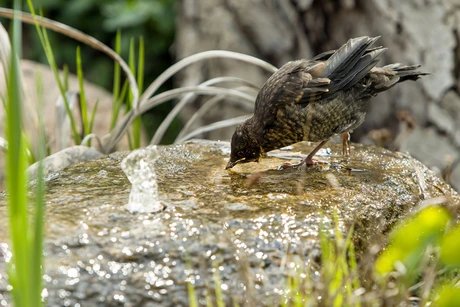 Kräutertage und Gartensaisonstart bei Späth