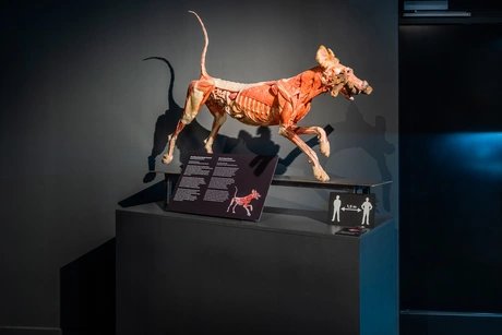 KÖRPERWELTEN Museum Berlin