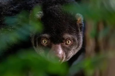 Bärenkuskus im Tierpark Berlin