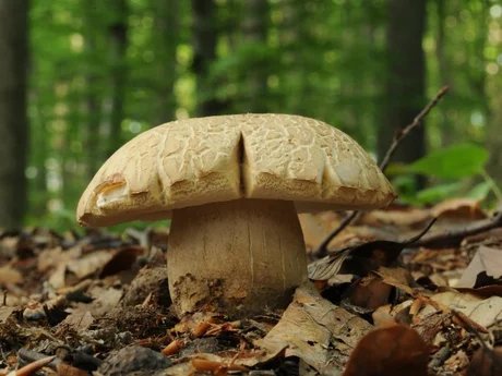 e_38261cd4b85eb853e030ffb4ca840df3_img-hopop