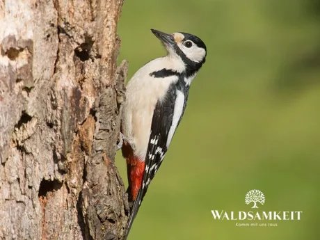 e_39db2d613f5ab4571dc5ff38cc47ff5d_img-hopop