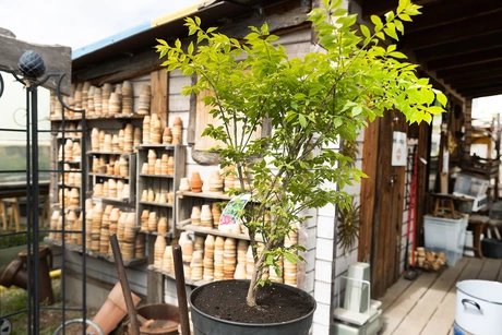 Midsommar bei Späth: Fest für die Sinne im Kräutergarten und Kunst im Zelt