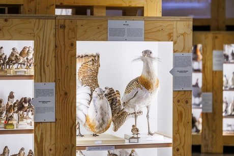 Exponate der Sonderausstellungen Zukunftsplan & ZUGvögel