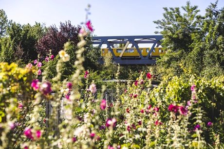 Botanische Begegnungen im Park am Gleisdreieck: Wild- und Kulturpflanzen im urbanen Grün