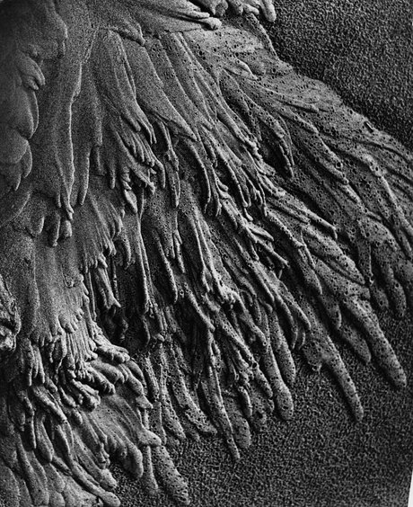 Alfred Ehrhardt, Spuren fließenden Wassers im Sandboden, Watt, 1933-1936, Silbergelatineabzug, © bpk / Alfred Ehrhardt Stiftungtineabzug