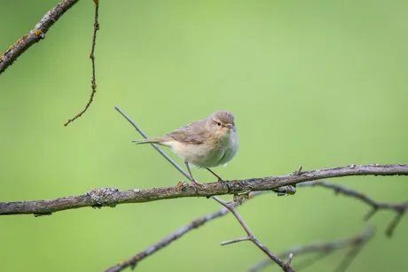 Der Zilpzalp gehört zu den Vogelarten, die den Winter in der Region verbringen.