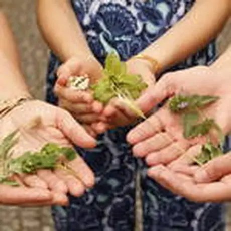 Wildkräuterwanderungen in Berlin