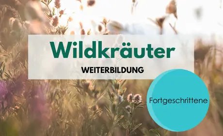 Wildkräuter Weiterbildung für Fortgeschrittene