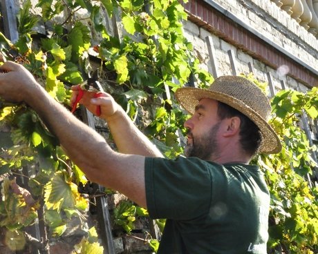 Weinberg auf dem Klausberg