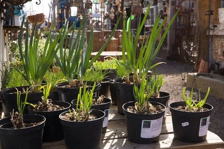 Kräutertage und Gartensaisonstart bei Späth