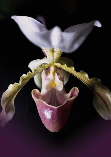 Orchideen: Wild und Wundervoll