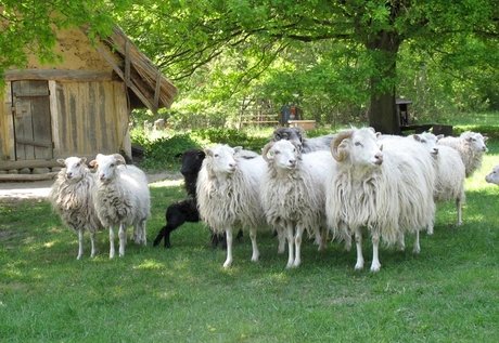 Skudden im Außengelände des Freilichtmuseums