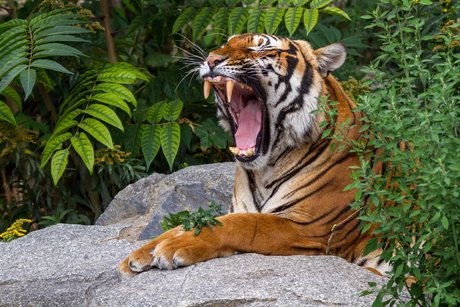 e_801c255957ec93fe59ffdb71155e6126_img-hopop