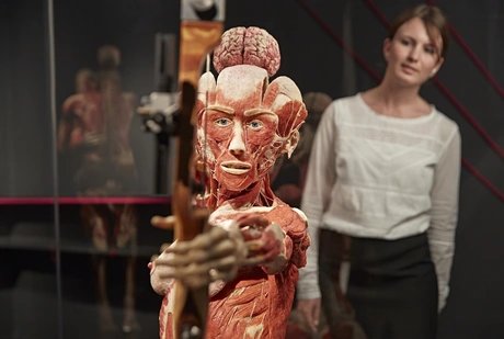 KÖRPERWELTEN Museum Berlin