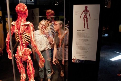 KÖRPERWELTEN Museum Berlin