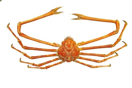 e_a25e66ce4543c9a0b439762b9423d3ad_img-hopop