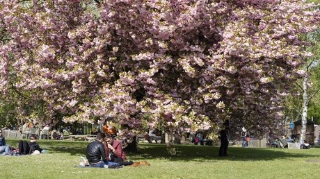 Gärten der Welt während der Kirschblüte