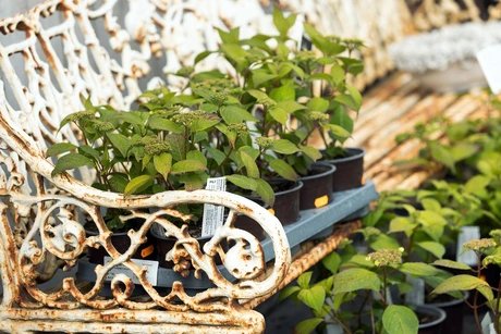 Midsommar bei Späth: Fest für die Sinne im Kräutergarten und Kunst im Zelt