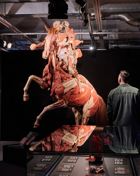 KÖRPERWELTEN Museum Berlin