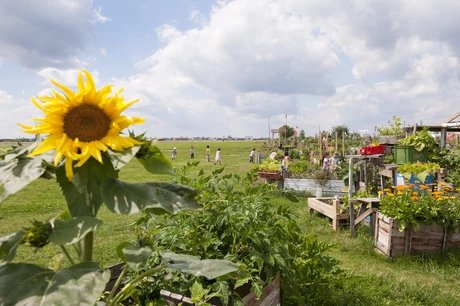Garten auf dem Tempelhofer Feld