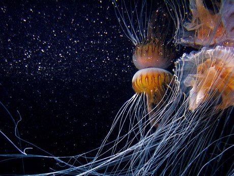 Aquarium Berlin, Schirmquallen