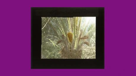 Collage unter Verwendung von: Robert Lohmeyer 1908, Fruchtstaude. Blüte der Ölpalme.