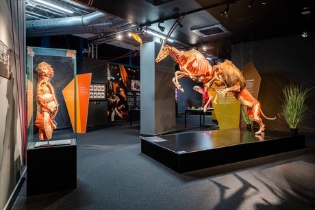 KÖRPERWELTEN Museum Berlin