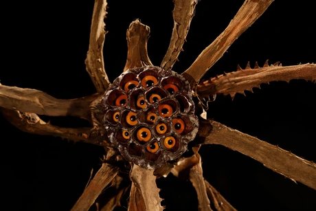 Midsommar bei Späth: Fest für die Sinne im Kräutergarten und Kunst im Zelt