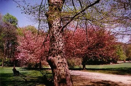 Bärentouren - Naturführung im Humboldthain