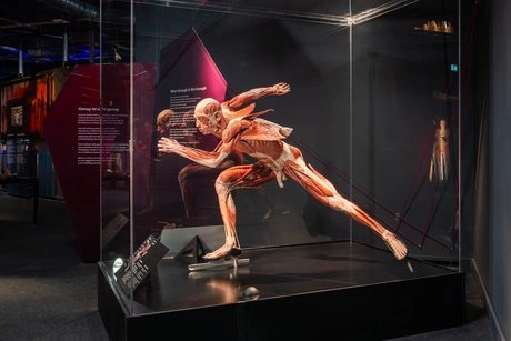 KÖRPERWELTEN Museum Berlin