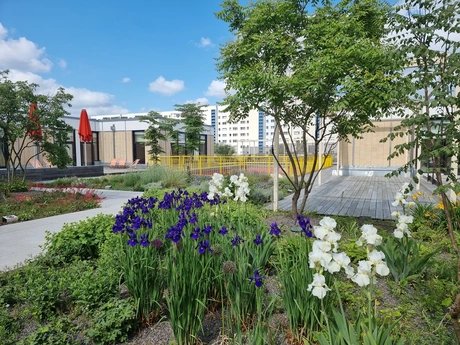 Blühender Dachgarten